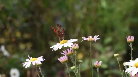 Anglewing butterfly &amp; Siberian chrysanthemum Stock Footage 83121533