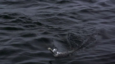 Angling for perch for jig lure.Fish jump Vidéo 54899862