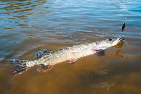 Angling predator fish Stock Photos