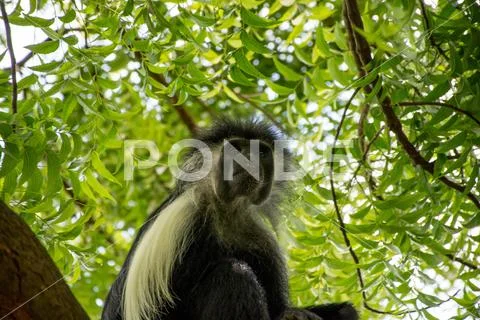 Angola Colobus hanging on the tree in Kenya Diani Beach Stock Photos