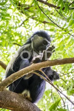 Angola Colobus hanging on the tree in Kenya Diani Beach Stock Photos