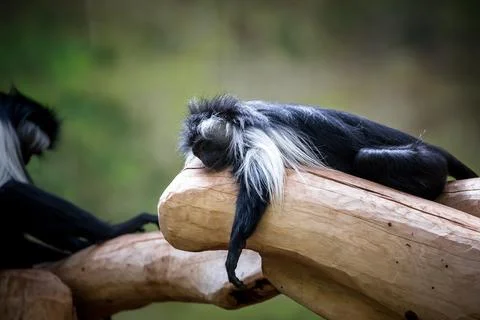 Angola colobus. Stock Photos