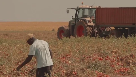 Angola Farmer Stock Footage 82565551