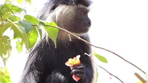 Angolan Colobus monkey eating flowers Stock Footage 53071289