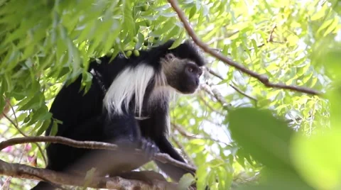 Angolan Colobus monkey Stock Footage 53071259