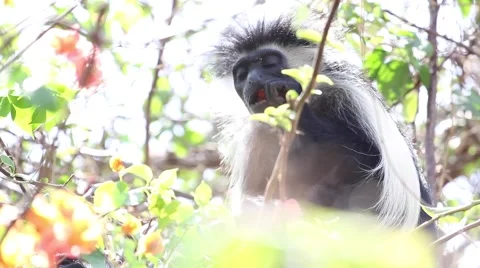 Angolan Colobus monkey Stock Footage