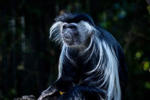 Angolan Colobus Monkey Foto stock