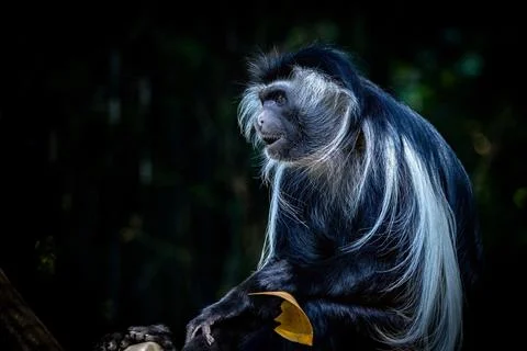 Angolan Colobus Monkey sitting in a tree 스톡 사진