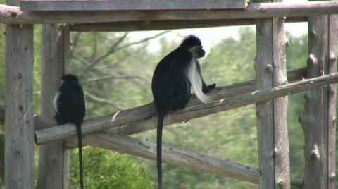 Angolan Colobus monkeys keep cool in the shade (High Definition) Stock Footage 359881