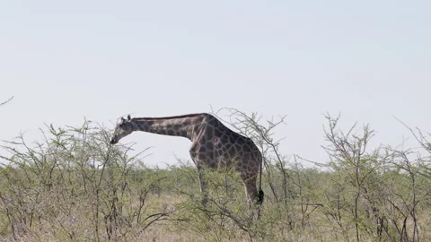The Angolan giraffe 4k ProRes V Log to Rec.709 Stock Footage 278506991