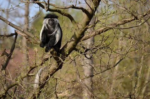 Angolan Guereza in Captivity Stock Photos