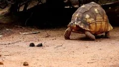 Video: Angonoka or Ploughshare Tortoise (Astrochelys yniphora) in ...