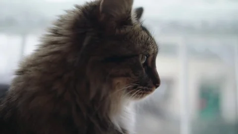 Angor cat in front of a window looking outside Stock Footage 83080597