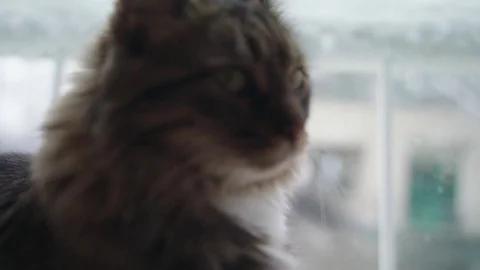 Angor Cat infront of a window goes away Stock Footage 83080589