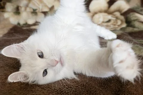 Angora cat. Pet. Cute purebred cat. Animal themes Stock Photos