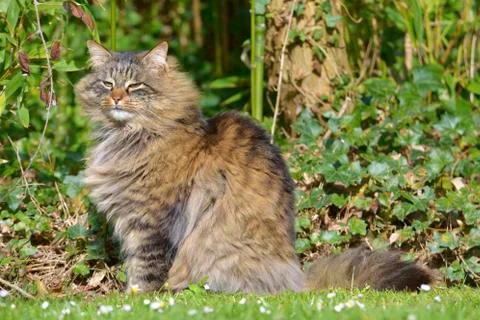 Angora cat Stock Photos