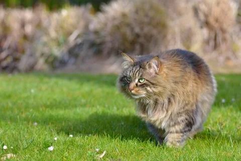 Angora cat Stock Photos