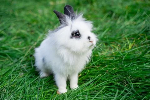 Angora dwarf rabbit minor medium size white and black with blue eyes sits  Stock Photos
