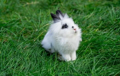 Angora dwarf rabbit minor medium size white and black with blue eyes Stock Photos