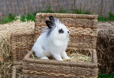 Angora dwarf rabbit minor medium size white and black with blue eyes Stock Photos
