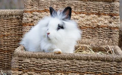 Angora dwarf rabbit minor medium size white and black with blue eyes Photos
