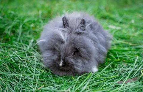 Angora dwarf rabbit minor medium size white and grey with black eyes Stock Photos