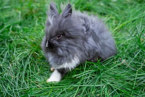 Angora dwarf rabbit minor medium size white and grey with black eyes Stock Photos