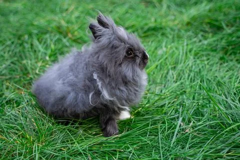 Angora dwarf rabbit minor medium size white and grey with black eyes  Stock Photos