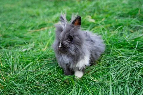 Angora dwarf rabbit minor medium size white and grey with black eyes  Stock Photos