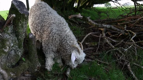 Angora goat climbing down under a tree Stock Footage 104907541
