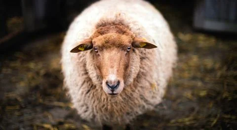Angora goat in front of background Stock Photos