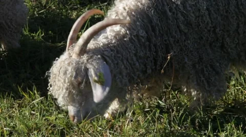 Angora goat grazing on a meadow - tracking shot Stock Footage 48609977