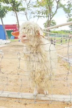 Angora goat Stock Photos