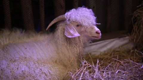 Angora Goat sit on straw, science names "Fauns" or "Satyr" in HD Stock Footage 49581899
