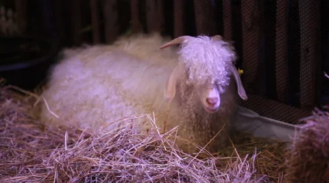Angora Goat sit on straw, science names "Fauns" or "Satyr" in HD Stock Footage 49582017