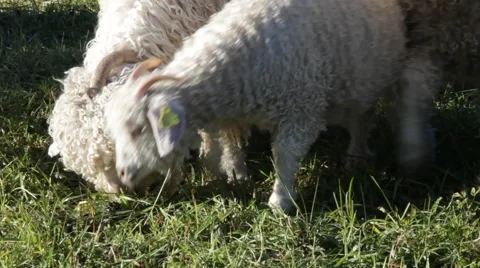 Angora goats grazing close to each other Stock Footage 48609824