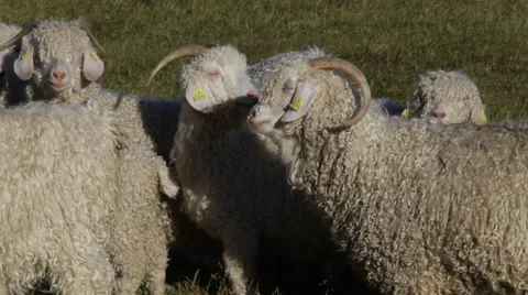 Angora goats standing close to each other on a meadow - pan Stock Footage 48610134