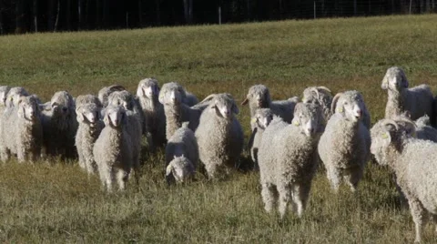 Angora goats standing on a meadow Stock Footage 48609856