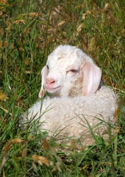 Angora kid Stock Photos