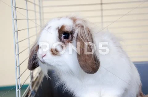 Angora lop best sale