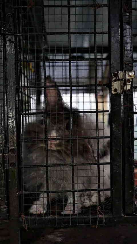 Angora rabbit in black iron cage Stock Footage 299361722