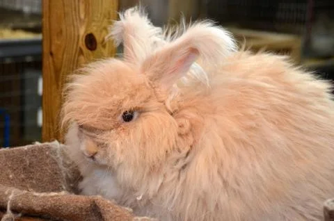 Angora rabbit Stock Photos