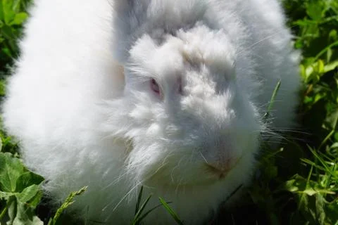 Angora Rabbit 库存照片