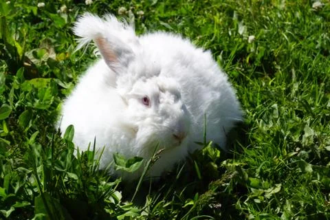 Angora Rabbit Stock Photos