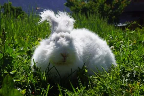 Angora Rabbit Stock Photos