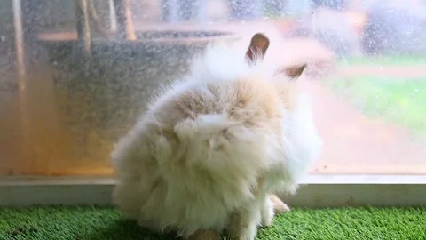 An Angora rabbit scratching on the green grass is very cute Stock Footage 265789378