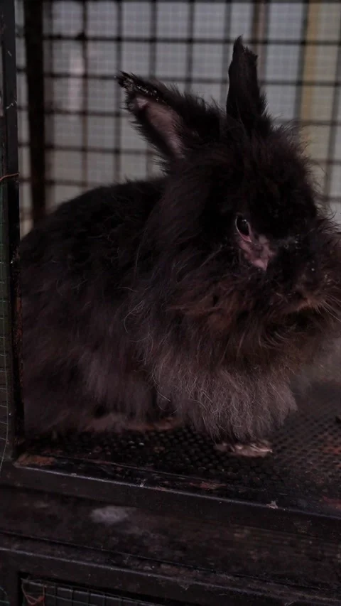 The Angora rabbit is sick and has ear fungus 스톡 동영상 299370348