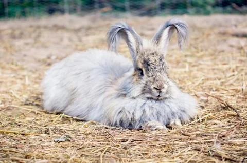 ANGORA RABBIT ON A STRAW Stock Photos