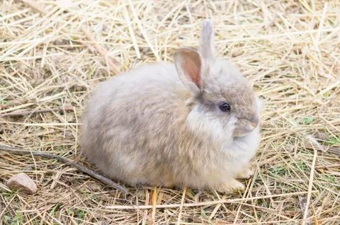 ANGORA RABBIT ON A STRAW Stock Photos