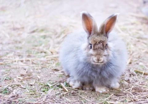 Angora rabbit on  straw Stock Photos
